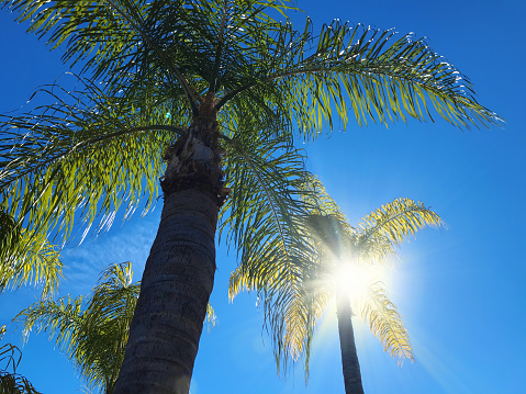 Palm trees, blue sky, sun. Golden Gate Park in San Francisco, California.
