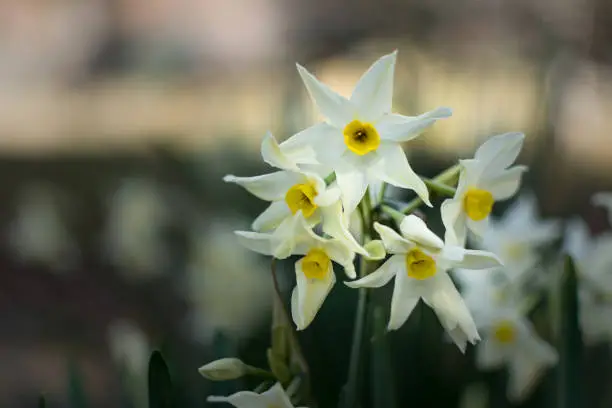 Jonquil isolated aginst blown out garden background landscape orientation, right side of frame.