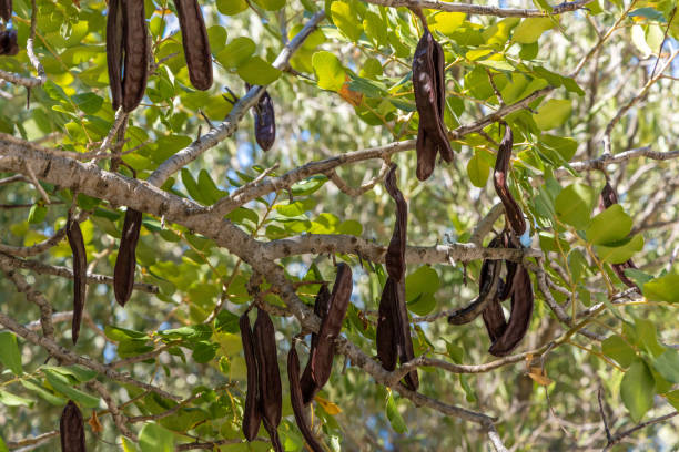 istock The carob (Ceratonia siliqua) fruits on the tree 1341248035
