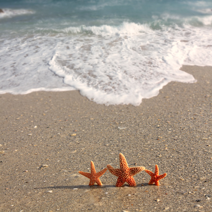 Conceptual vacation image of close up star fish on sandy beach in Florida