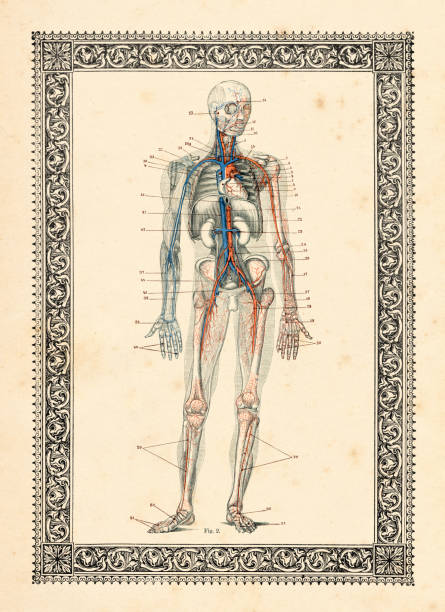 ilustrações, clipart, desenhos animados e ícones de desenho de anatomia humana de circulação sanguínea 1896 - chromolithograph
