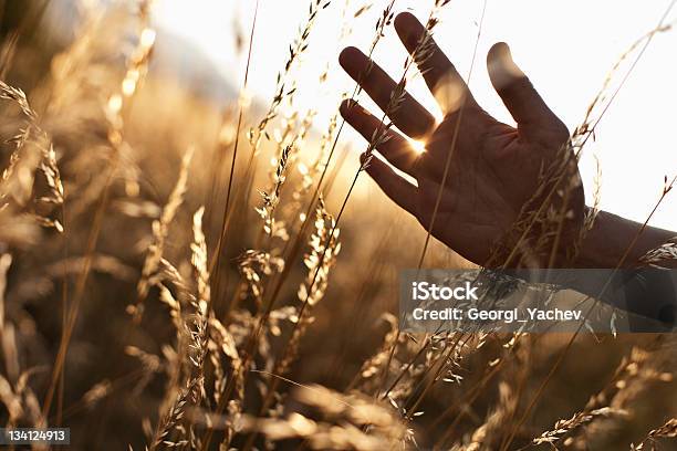 Grano Foto de stock y más banco de imágenes de Abstracto - Abstracto, Adulto, Agricultor