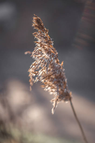 istock Close-up Of Dried Plant 1341249236