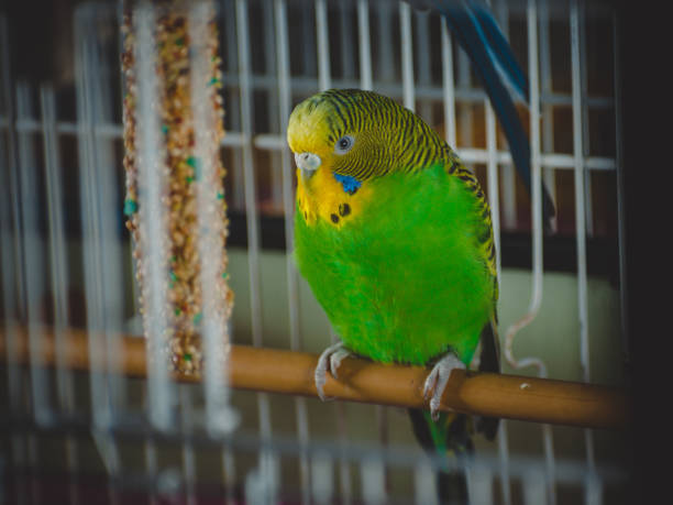 istock a lovely green and blue parakeets 1341249260