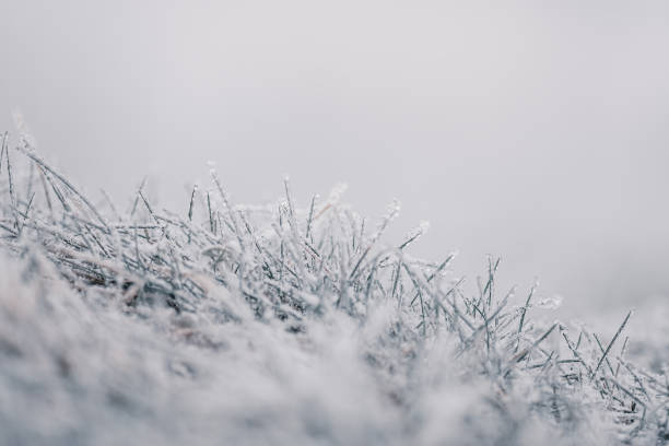 istock Morning frost on the grass 1341250087