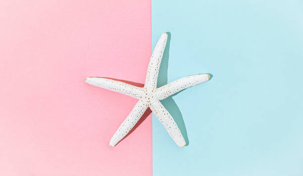 istock White star fish on symmetrical pink and blue background, top view 1341250232