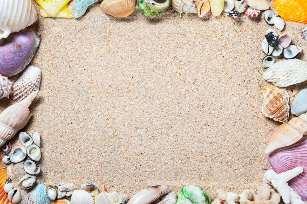 istock Frame of colorful sea shells on sand background, top view, copy space 1341250258