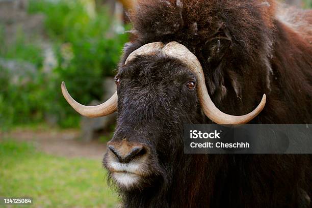 Retrato De Un Airado Buey Almizclado Con Gran Los Cuernos Foto de stock y más banco de imágenes de Aire libre