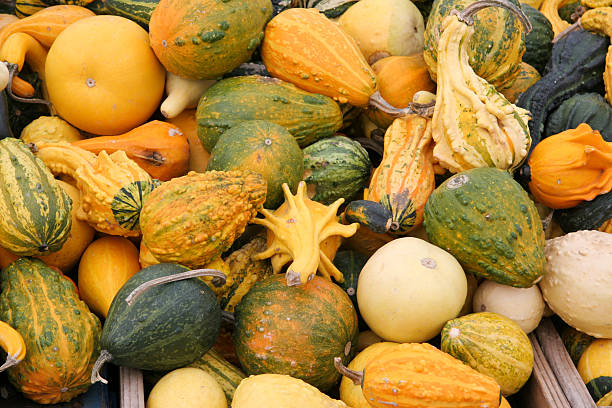 Varied Squash A selection of various shaped squash and pumpkin type vegetables from a market stall in Montreal. misshaped stock pictures, royalty-free photos & images