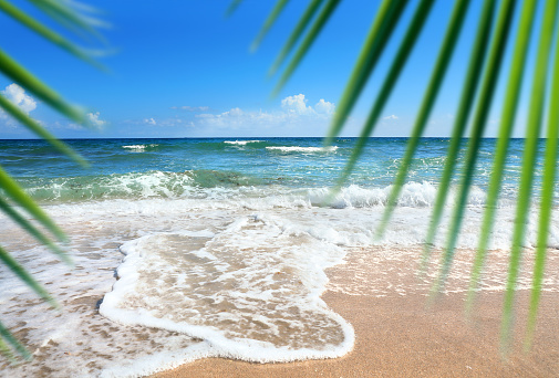Palm trees on Boa Vista beach, in Cape Verde Africa facing the Atlantic ocean