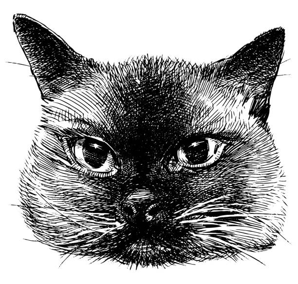 kuvapankkikuvitukset aiheesta käsin piirtäminen muotokuva söpö puhdasrotuinen kotimainen siamilainen kissa - siamese cat