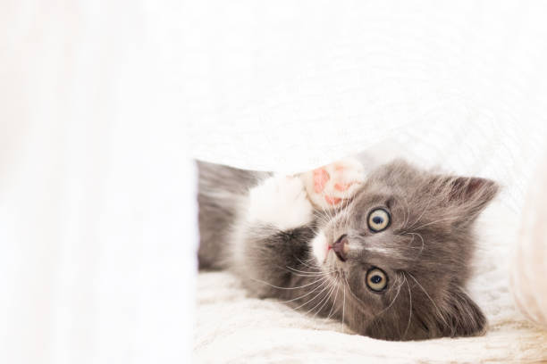 istock kitty playing in a blanket, cute fluffy kitten, pretty small cat 1341253255