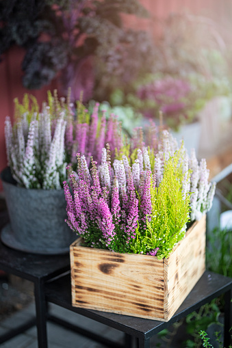 Flowering Heather in a wooden box, outdoors. There is another Heather plant in zinc pot in the background. The flowers are purple, pink and green.