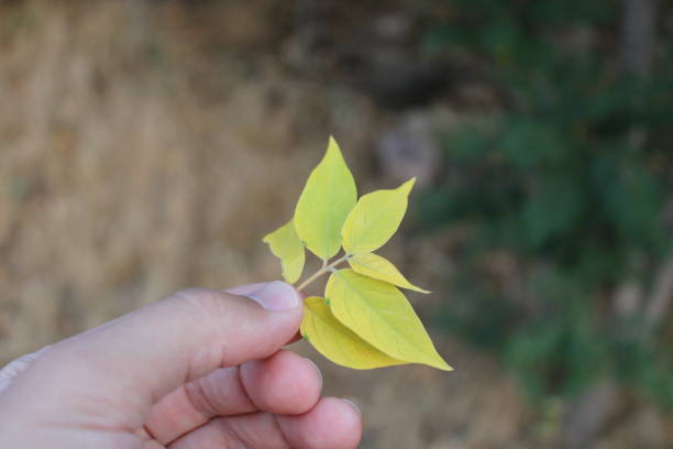 istock Flower and nature 1341254303