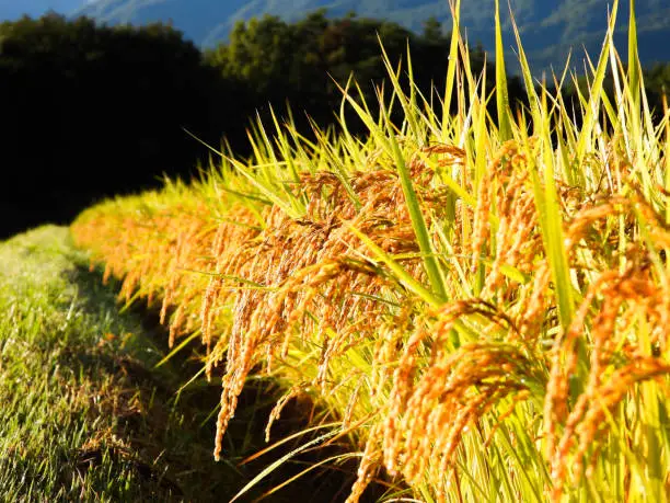 Beautiful scene ricepaddy, taken at yamanashi japan.