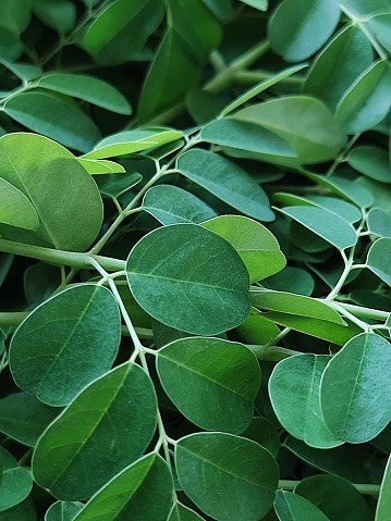 Moringa leaves are used as a healthy vegetable