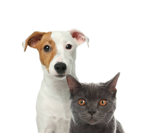 istock Cute cat and dog on white background. Fluffy friends 1341256771