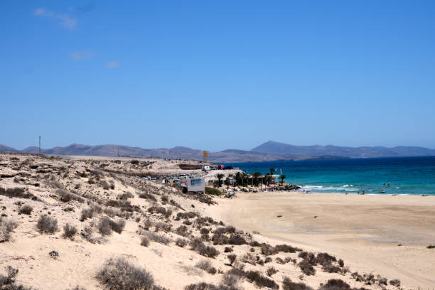 istock Fuerteventura, small grass on the dunes just before the beach 1341256917