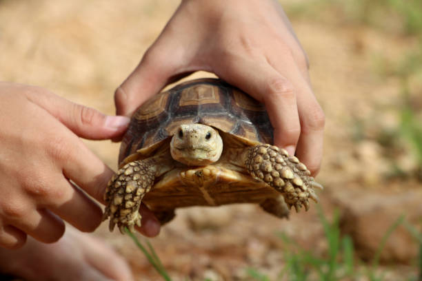 istock African Sulcata Tortoise Natural Habitat 1341258031
