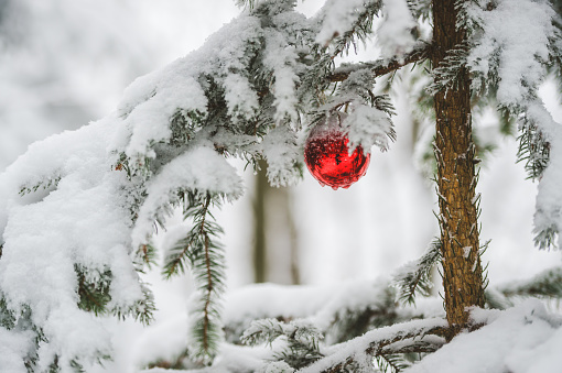 Closeup of Christmas decoration on a Christmas tree with snow outdoors