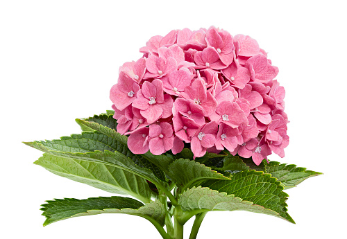 Pink Hydrangea flower, Hydrangea macrophylla, isolated on white background, with clipping path