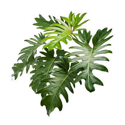Philodendron Xanadu, Xanadu leaves  isolated on white background, with clipping path