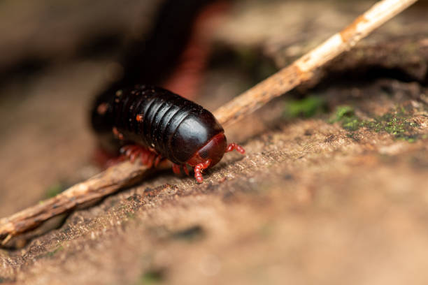istock close up of one red legged millipede 1341261404