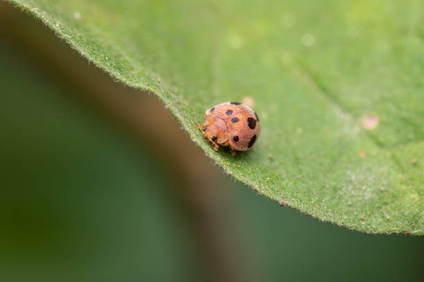henosepilachna (lady bird ) on green leaf in farm