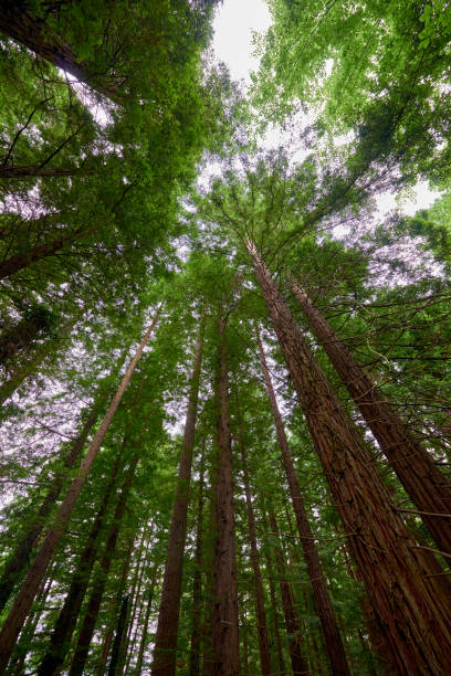 istock A view of several redwoods seen from below. 1341261657