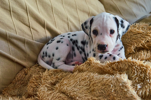A cute and mischievous Dalmatian puppy playing on a couch at home.