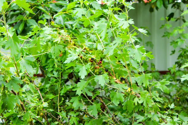 istock Blackcurrant bush with green berries in the garden 1341264438
