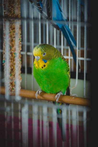 istock a lovely green and blue parakeets 1341264448