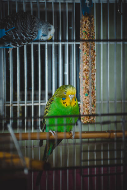 istock a lovely green and blue parakeets 1341264539