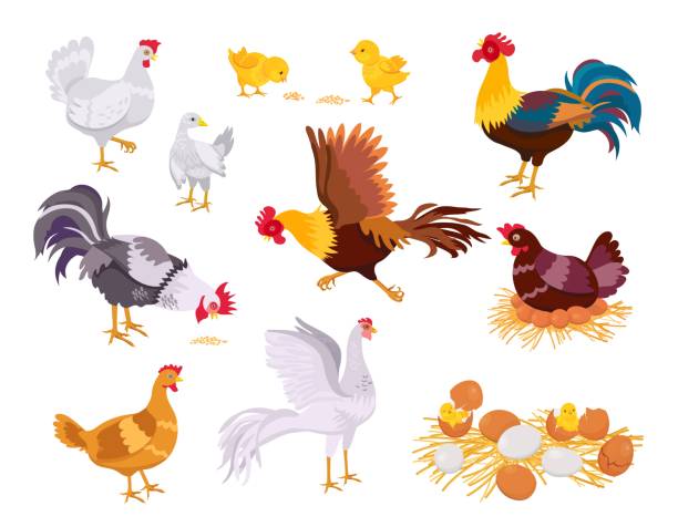 cartoon farm hühnerfamilie, hahn, henne und küken. flache hausvögel fressen, rennen und sitzen auf eiern. nest mit küken. geflügelzuchtvektor set - chicken poultry cartoon cockerel stock-grafiken, -clipart, -cartoons und -symbole