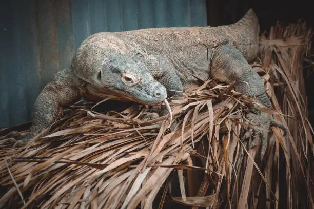 Photo of a fantastic portrait of a komodo dragon