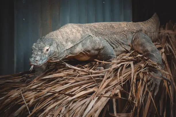 Photo of a fantastic portrait of a komodo dragon