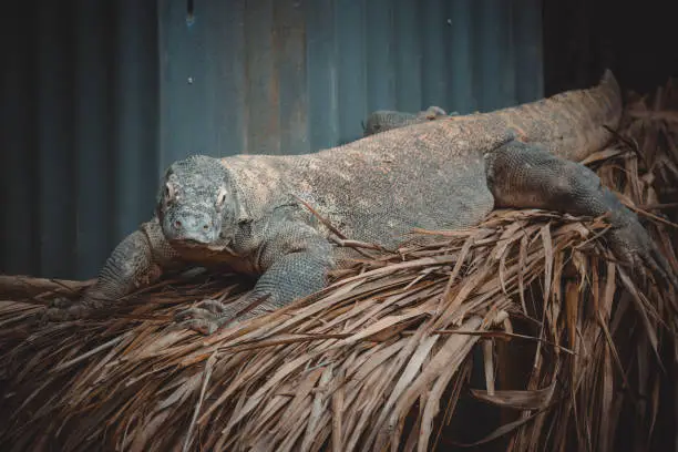 Photo of a fantastic portrait of a komodo dragon