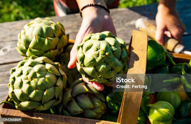 Artichokes Peppers And Tomatillos Fresh From The Garden Stock Photo - Download Image Now