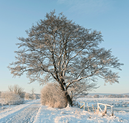 Tree at country roadin snowy winter landscape
