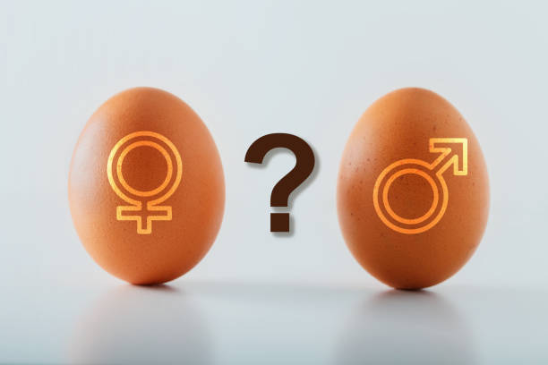 istock Concept gender determine and gender identity - eggs with symbol man and woman 1341266262