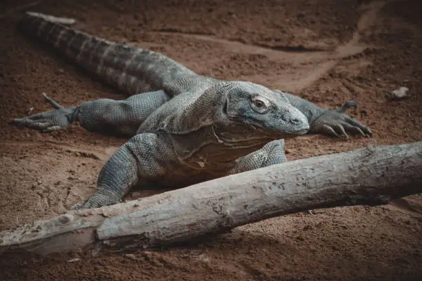 Photo of a fantastic portrait of a komodo dragon