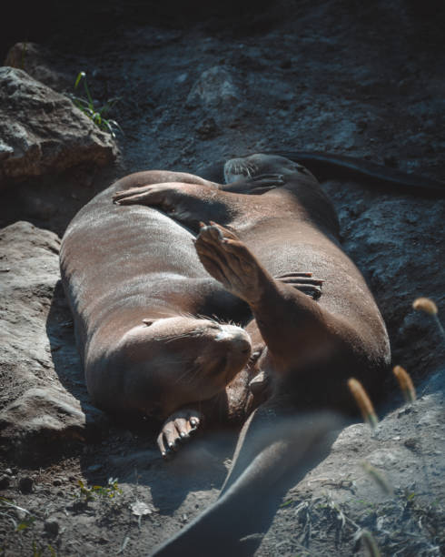 istock a portrait of two cute seals 1341266994