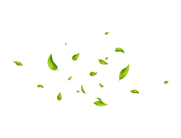 istock Green leaves flying on white banner. Vegan, eco, organic design element. Leaf falling. Wave foliage ornament. Beauty product. Fresh tea background. Cosmetic pattern border. Vector illustration 1341267140