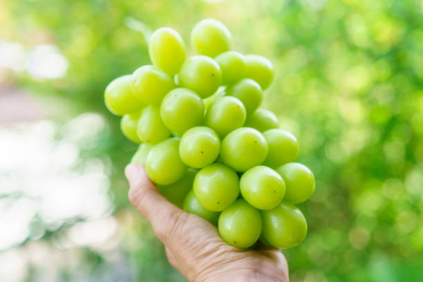 istock Whole large Shine Muscat ,fresh fruits 1341267441