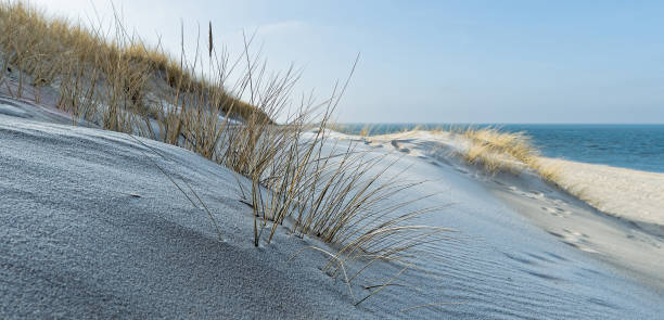 Sand dunes with marram grass on the beach of island Sylt, German North Sea Region stock photo