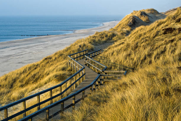 holzpromenade über sanddünen an der küste der insel sylt, deutsche nordseeregion - beach boardwalk grass marram grass stock-fotos und bilder