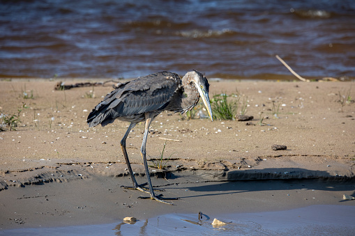 Great blue heron ( Ardea cinerea ) is the largest American heron hunting small fish, insect, rodents, reptiles, small mammals, birds and especially ducklings.
