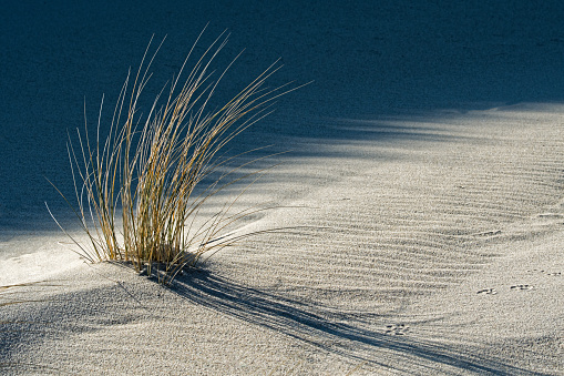 Close-up of Marram grass in sunlight on sand dune