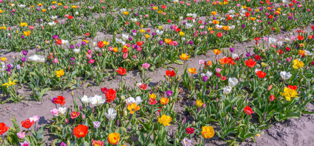 kolorowe pole kwiatowe - herzberg zdjęcia i obrazy z banku zdjęć