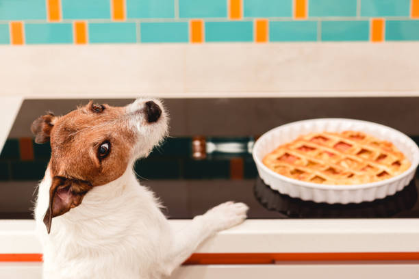 il cane divertente desidera mangiare la torta di mele fatta per la cena del ringraziamento - pie apple dessert baked foto e immagini stock